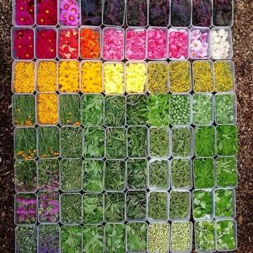 Ma vie du lundi c'est... 10h accroupie à sélectionner et cueillir les plus belles herbes, feuilles, fleurs pour mes chefs préférés, 50 messages pour s'assurer des détails ou des ajouts en cours de route 🙄, 450 branches coupées (et normalement 0 doigt), 3500 petites feuilles et au moins autant de fleurs et de graines 🥀 I love monday 🌸

#capucineatable #herbesaromatiques #fleurscomestibles #gastronomie #chefs #productionlocale #productionecologique #récolte #surmesure