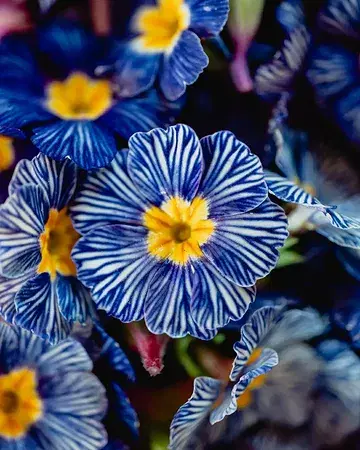 So beautiful and a true reflection of meticulous craftsmanship 🌸 Stéphanie de Bellefroid from @capucineatable, right next to us, carefully cultivates exquisite edible flowers that bring colour, elegance, and precision to our plates ✨