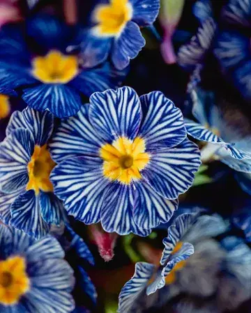 So beautiful and a true reflection of meticulous craftsmanship 🌸 Stéphanie de Bellefroid from @capucineatable, right next to us, carefully cultivates exquisite edible flowers that bring colour, elegance, and precision to our plates ✨