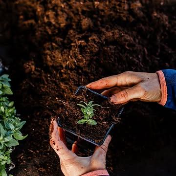 Avril, le temps de la pépinière 🌱

La première salve de semis, la plus grosse, est passée... Alors que les premières petites plantules en alvéoles commencent à être plantées en pleine terre, les plus fragiles et celles qui vous sont destinées sont repiquées en godets. Elevées d'abord à l'abri sous la serre et ensuite acclimatées en extérieur afin d'être fortifiées et d'avoir une excellente reprise dans vos jardins 😍

Pssst, tous nos plants sont certifiés bio!

📸 @meggan.fouettmagic 

#capucineatable #herbesaromatiques #fleurscomestibles #fleursornementales #pépinière #pepinierebiologique #productionlocale #productionecologique #flowerlover