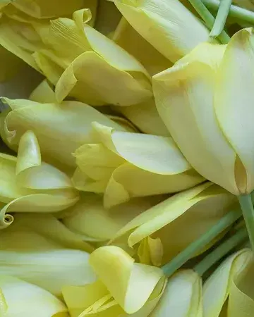 Tulips and ground ivy flowers cultivated by our neighbour @capucineatable 🌷 Delicate edible flowers that add vibrancy, aroma, and seasonal beauty to our dishes.
