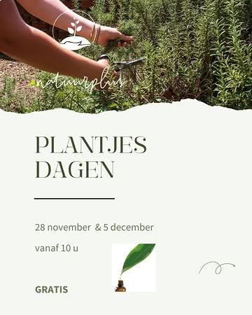 Jaarlijks verjongen we onze aromatische bedden en delen (semi)wilde planten. Op deze vrijdagen kan je ook zelf de handen uit de mouwen steken en ga ja naar huis met sterke planten voor je eigen tuin.
Wat we doen?
•  Verhoute kruiden opgraven, inkorten en dieper herplanten (lavendel, tijm, pepermunt, salie, dragon, kamille, kattenkruid, anijshyssop, …) → verhoute delen opnieuw laten wortelen: vitalere planten.
• (Semi)wilde planten scheuren (verjongen & uitdunnen) (valeriaan, smalle weegbree, engelwortel, oregano, duizendblad, zeepkruid, …) → delen om uit te planten.
•  Bessenstruiken snoeien & stekken (vlier, cassis, wijnbes, taiberry, jostabes, framboos) → we tonen timing, lengte en beworteling.
Praktisch
•  Deelname: gratis
•  Meebrengen (verplicht): stevige tuinhandschoenen, spade/schop, snoeischaar, dozen/kratten, labels/marker
•  Kledij: werkkledij + waterdicht schoeisel
•  Ter plaatse: koffie/thee/soep, chai latte en cacaodrank
•  Rondleiding: 11:00
•  Winkel: open 16:00–19:00 (voor duurzame geschenken)
•  Inschrijving: graag een seintje (uiterlijk 26/11 en/of 2/12) via https://docs.google.com/forms/d/e/1FAIpQLScX7zPq6KJlQ3570ErzV32_n2Xe6yGoK2V07BVUvuiO__weyw/viewform