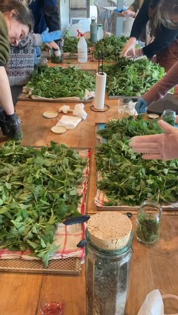 Bosthee of de kracht van terroir! Meer via https://www.natuurplus.be/gefermenteerde-bosthee/