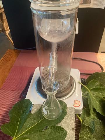 Deel 1 (van 3) over Culinair Hydrolaat: https://www.natuurplus.be/culinaire-hydrolaten-een-nieuwe-toekomst-voor-een-eeuwenoude-traditie-deel-1/