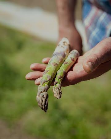 Ferme : Légumes à la ferme 
Responsable : Stephane Longlune
@stephanelonglune

—

🌕 Faire pousser du sens.

Stéphane ne cultive pas seulement une plante, il cultive une vision celui du temps, du doute, et de la patience. Et quand l’asperge croque sous la dent, tout fait sens. 

 — 

🌕 Growing with Purpose

Stéphane doesn’t just grow a plant, he nurtures a vision rooted in time, doubt, and patience. And when the asparagus snaps beneath your teeth, it all makes sense.

 —

#Asperge  #StephaneLonglune #KnowYourFarmer #AgricultureDurable #Maraicher #Belgique #EquinoxLightPhoto