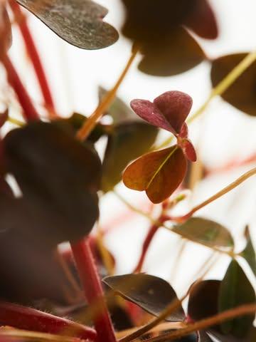 Le printemps arrive doucement…
Il est temps pour nous de laisser parler un peu la créativité et d’imaginer un nouveau menu.

En attendant, on repense à ce merveilleux plat de caille et asperge de @stephanelonglune .

#latabledemaxime #printemps #ardenne #asperges #gourmandise