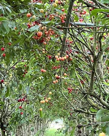 Pick-up yourself, cueillez vous-même vos cerises Bio mercredi et samedi de huit heures à 11h.
Merci de prévoir des bottes(il y a des orties😬)des contenants et pourquoi pas une escabelle pour cueillir les plus belles qui sont tout en haut😜 .
Prix ; 6 euros cueilli par vous même et 9 euros au magasin
