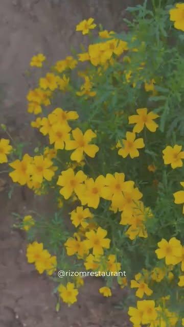 Après les roses du jardin d’Olivier, place aux tagètes de Pauline.

Cueillies à la main au rythme de la saison, elles apportent leurs couleurs éclatantes et leurs délicates notes aromatiques à notre entrée autour du concombre.

Ces fleurs ne sont pas là uniquement pour décorer : elles participent pleinement à l’équilibre de l’assiette et racontent le travail patient de celles et ceux qui cultivent nos jardins.

Du jardin à l’assiette, chaque fleur a son histoire.

🌼🥒

📆 Réservation:
065613876
https://rizom.reservation.barestho.com/