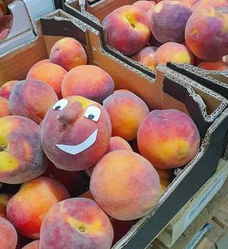 🍑 Les délicieuses pêches rouges de Galo Naila sont de retour 🤩

🗣Son histoire 
Galo @jalon.nature est un sympathique arboriculteur de la région de Saragosse, dans le nord de l’Espagne. Il produit des pommes, des abricots et des nectarines sur 13 hectares, qu’il vend principalement sur le marché local de Saragosse.

La particularité de sa technique de production est sa gestion de l’eau. En effet, la vallée dans laquelle il cultive paraît extrêmement sèche alors que la couleur qui ressort de ses vergers est le VERT, on peut voir de l’herbe et des fleurs partout.

La raison est l’alimentation en eau des agriculteurs par un système ingénieux de mini canaux au départ d’un barrage en amont qui alimente sa zone une semaine sur trois grâce à de simples écluses posées sur les canaux. Cela veut dire que Galo inonde réellement son verger !

🤝 Pourquoi travaillons-nous ensemble ?
LPP soutient Galo qui réalise un travail exceptionnel et très difficile puisque la météo (grêle, froid, etc.) peut très vite abîmer ses fruits. De plus, Galo est incroyablement passionné et nous avons envie de soutenir des petits producteurs plutôt que des importateurs ou grossistes de grande taille. Na !
 
#fruitbio #verger #sain #vitamine #naturel