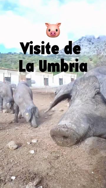 📹 Quelques images prises lors de notre voyage en Espagne 🐷

Les petits producteurs comme Antonio Marin (@laumbriaiberico) se font rares, quelle chance d’avoir pu le rencontrer! 

Ses saucissons sont faits à partir de pièces de viandes nobles, et pas seulement de restes comme c’est généralement le cas! Ils ont des goûts très différents de ce qu’on connaît d’habitude, avec un gras fondant comme jamais nous n’avions goûté jusqu’alors.

Vous les avez déjà goûtés? 😋