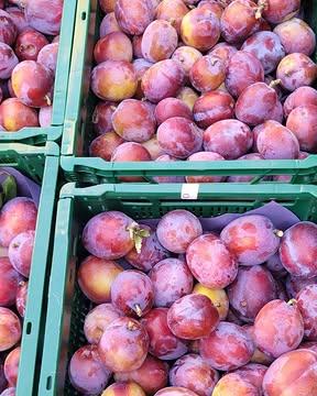 🧺🌾 Cette semaine dans nos magasins…

🍉 Vitamines 100 % locales : prunes de Laduron (Warsage) et pastèques de @lafermeaumoulin 

🍅 SOS Tomates spéciales, mangez-en pour soutenir nos maraîchers Julien et Cédric. Quelques feuille de basilic et un filet d'huile d'olive et c'est déjà un délice 😍

🧀 En dégustation durant le mois d'août : La roue stoumontoise de la Fromagerie Vincent Counasse -> un fromage à pâte demi-dure, au lait cru de vache bio

🍇 On étoffe notre rayon fruits avec les raisins de Valibella (Italie) et les pêches jaunes de Jalón Nature (Espagne)

🥓 Retour viandes de Sous le porche (lards, jambon, sauté de porc) dès demain après-midi

🥩 Cette semaine, la viande de bœuf de la coopérative @endirectdemonelevage vient de la Ferme de Florent Pirard (Evelette) et la viande de poulet de la coopérative @coqdespres vient de la ferme Le trou des renards (Libramont)

🌿 Belle semaine à toutes et à tous!