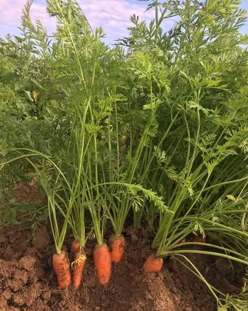 🧺🌾 Cette semaine dans nos magasins…

🥕 Vous nous les avez réclamés! Les poireaux et les bottes de carottes sont de retour 🙌

🍞 Cette fois c'est la bonne! Les pains de Au Four et au Jardin sont de retour les mardis, jeudis et vendredis. N'hésitez pas à passer un coup de fil pour réserver ;) 

🍈 Quel plaisir d'accueillir les fruits locaux de @lafermeaumoulin : melons, pastèques et quelques prunes!

🧀 En dégustation durant le mois d'août : La roue Stoumontoise de la Fromagerie Counasse -> un fromage à pâte demi-dure, au lait cru de vache bio

🥩 Cette semaine, la viande de poulet de la coopérative @coqdespres vient de la ferme de Way (Beauraing)

☀️ Férié ce samedi, pensez à anticiper vous courses, ou venez nous voir dimanche en Neuvice!

🌿 Belle semaine à toutes et à tous! 

#mangerbio #faitmaison #naturel #agroecologie