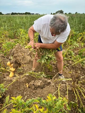 🥬 Visite des cultures de notre maraîcher Joël Ruth à Crisnée 

Comment se portent les cultures avec cette chaleur? 🤔
Quand il fait 25-30°, la terre reste humide pendant une semaine, mais avec les canicules, Joël est contraint d’arroser 2 fois par semaine.

On récolte quoi en ce moment? 
La récolte des poireaux commence, ils ont tous été plantés à la main! 🖐️ 
On commence aussi à récolter les pommes de terre primeur. Elles sont plus petites cette année, mais d’excellente qualité. On se trouve sur des terres parmi les meilleures terres d’Europe pour ce type de culture.
Pendant ce temps, les choux, patates douces et courges poussent tranquillement 🎃