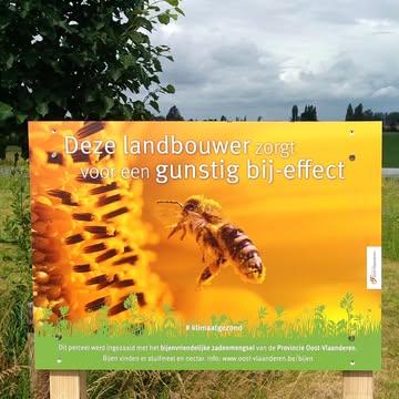 Omdat de bijen zo belangrijk zijn voorzie ik hen graag van voedsel 🌼