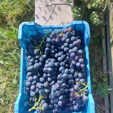 Ze zijn er terug! De blauwe Leopold tafeldruiven. De eerste trossen zijn nu verkrijgbaar in het Huis van de Zaailing in Etikhove.