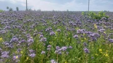 De bloemen en het leven erop, pure uitbundigheid en overvloed 💚