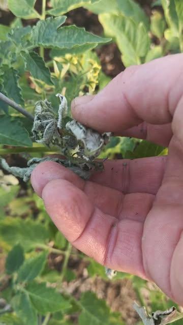 Avec ce temps magnifique, des feuilles de mes plants grillent littéralement sur place. C'est malheureusement la nouvelle norme. 😥