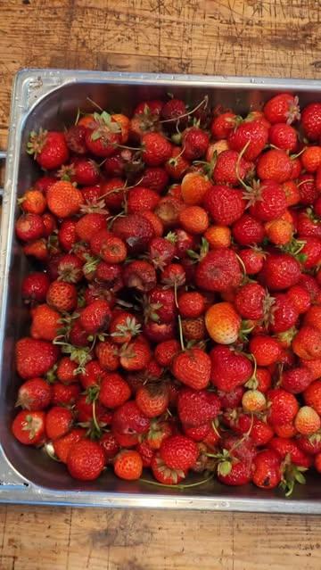 Se vider la tête. 

Une des vertus d'un jardin est bien celle là. Se couper du monde, des gens, des responsabilités. Juste un moment avec soi-même, chérissant les beaux fruits, les moins beaux aussi. Car c'est le don de notre petit jardin. 

Bien sûr il y a beaucoup a faire, bien sûr tout ne sera pas fait, mais je ne cherche pas l'excellence mais juste une harmonie avec mon environnement. Proche.