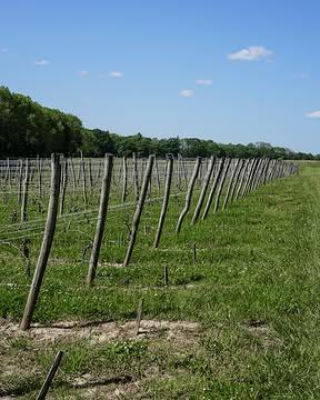 March in the vineyard.

The vines are bare, but the ground is already alive.
This is the quiet before everything begins.

In a few weeks, the first buds will be subject to spring frost this year...

📍 La Falize, Belgium
@la__falize
#belgianwine #vineyard #springvineyard #terroir #winelover #vines #winemaking #lafalize