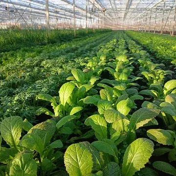 Tijdens de donkerste dagen van het jaar heeft de serre nog een frisgroene uitstraling.

We oogsten nog pijpajuin, veldsla, kervel, spinazie en allerlei mosterdbladen. Af en toe kunnen we zelfs nog snackpaprika's oogsten die de lichte vorst hebben overleefd. 

Verder is de broccolini, paksoi, bleekselder, radijs, warmoes en rucola goed aan het groeien voor oogst in het nieuwe jaar.

🧡