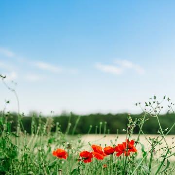 🌿Pourquoi notre menu change tout le temps ? Parce que le jardin ne demande pas notre avis.

Un légume a son moment , son point de gout max . Quelques jours / semaines où il est exactement ce qu'il doit être. 

Notre travail, c'est d'être prêts ce jour-là.
C'est un peu plus de travail, oui. Mais c'est aussi pour ça que deux repas chez nous ne se ressemblent jamais. 🍅

#atelierdebossimé  #saisonnalité #namur #bossimé #Naturalité