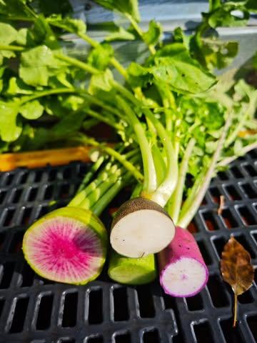 Radis d'hiver, vous êtes magnifiques

#maraichageurbain #maraichagebiointensif #maraichagebruxelles