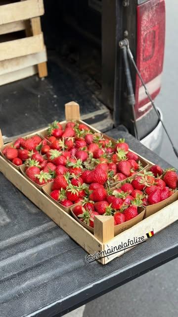🍓 En direct du producteur, dans vos paniers ! 🚛🌱

Elles viennent tout juste d’arriver, fraîches, juteuses et cueillies du jour : nos fraises belges bio du @domainelafalize ! 🇧🇪❤️

📦 Du champ à la boutique, sans détour.

📍 Dispo à Uccle & Schaerbeek.

#fraisesbelges #domainelafalize #enchantementfruité #circuitcourt #producteurlocal #bio #fruitdesaison #bruxelles #biovrac #mangermieux 🍓🌿