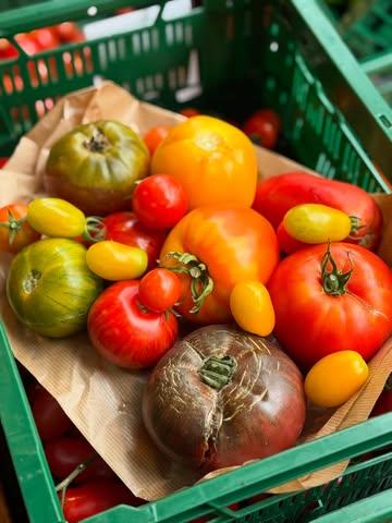 🍅Du champ à la fourchette : vive la tomate belge ! 🇧🇪

Les tomates anciennes du @domainelafalize sont là, en direct de Namur, cultivées à l’ancienne, en pleine terre, sans chauffage, ni raccourci.

Green Zebra, Noire de Crimée, Rose de Berne, Ananas ou Cornue des Andes… Chaque variété a son parfum, sa chair, sa personnalité. À trancher simplement avec un filet d’huile d’olive, ou à dévorer comme une pêche bien mûre.

Elles vous attendent chez nous, prêtes à rappeler ce que peut vraiment être une tomate.

📍 En direct du champ à votre panier.
🇧🇪 Fraîcheur locale, plaisir maximal.

#TomatesDeSaison #DomaineDeLaFalize #LocalEtSaisonnier #Biovrac #SaveursBelges #ÉtéBelge #TomatesAnciennes