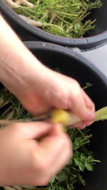 Our kimchi’s are made with a lot of love for you to enjoy. This is the start of my take on ponytail kimchi. A long time ago unmarried young men in Korea wore their longhair on top knots until they were married. The radishes resemblance of their hairstyle, gave this Kimchi its original name.

#bolandferments#ferment#fermenting #fermentedfoods #kimchi #yummyinmytummy #kimchikimchi #ponytailkimchi #local