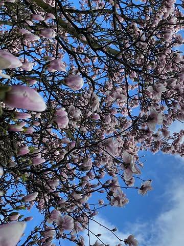 Feeling the spring today and working on something for future consulting work.