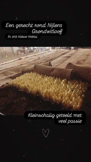 #jacquelineboechout #nijlensgrondwitloof #passie #buylocal #localfarmers