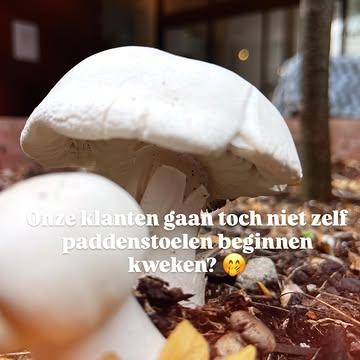 Elke week vinden onze verse zwammen hun weg van de kwekerij naar @knolkool.gent — recht van de bron, op een boogscheut van de winkel. Vaak gewoon met de transportfiets geleverd: verser, lokaler én groener wordt het niet!