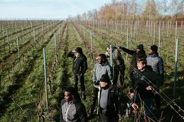 Chez Vin de Liège, l’humain est au cœur de notre projet, notamment grâce à l’insertion socioprofessionnelle, qui consiste à intégrer des personnes en formation au sein de l’équipe des vignes. Ces ouvriers aux profils variés travaillent côte à côte, toute l’année.

Un même objectif : soigner la vigne, apprendre, progresser, faire du bon vin.

Et prouver qu’un projet viticole peut aussi être un projet collectif, utile et ancré localement, en liant l’humain et la nature.

#vindeliège #vignoble #equipe #projetcollectif