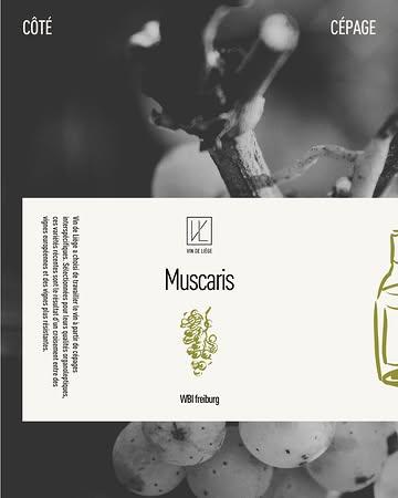 🍇 Côté cépage : le Muscaris.

Un cépage précoce de type muscat, issu d’un croisement entre Solaris et Muscat à petits grains blancs. Il a été obtenu en Allemagne en 1987, à l’Institut WBI de Freiburg. Au vignoble, il donne des grappes moyennes à grosses, avec des baies de taille moyenne. Dans le verre, il s’exprime avec des arômes francs et expressifs, souvent marqués par des notes muscatées.

À Vin de Liège, le Muscaris occupe 2 hectares du vignoble. On le retrouve notamment dans plusieurs cuvées du domaine : Narcisse, mais aussi Orchis, Notes Blanches, Les Éolides et Acapella.

👉 Les nouvelles cuvées sont désormais disponibles en précommande. L’occasion parfaite de (re)découvrir le Muscaris dans toute son expression. Par ici : https://docs.google.com/.../1FAIpQLSfqxgeEtlzs.../viewform