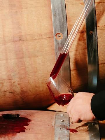 🍷 Pourquoi un vin n’a-t-il jamais exactement le même goût d’une année à l’autre ?

La réponse tient souvent en un mot : la météo. Un printemps plus doux, un été plus généreux ou quelques jours de pluie au mauvais moment suffisent à changer le profil des raisins... et donc celui du vin. Chez Vin de Liège, chaque millésime garde ainsi la mémoire de la saison qui l’a vu naître. Les mêmes coteaux, mais jamais tout à fait le même ciel au-dessus des vignes.

🍇 Envie de découvrir nos vins ? Précommandez vos bouteilles dès maintenant via le lien en bio.