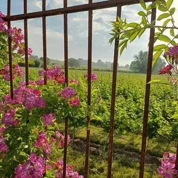 ☀️ Het zomert heerlijk voort op Wijndomein Ravenstein! 🍷

Kom dit weekend genieten op ons gezellige wijnterras, met een goed glas Ravensteinwijn, een heerlijk Ravenstein-proefplankje en prachtige vergezichten over de wijngaarden.

🕑 Vrijdag zijn we open van 14 tot 18 uur.

🎶 Zaterdag blijven we extra lang open en maken we er een sfeervolle zomeravond van. Om 20 uur start het optreden van JB & June Jackson.

De ideale gelegenheid om samen met vrienden te genieten van Ravensteinwijn, fijne livemuziek en het prachtige uitzicht over onze wijngaarden.

Tot dit weekend! 🥂

#WijndomeinRavenstein #Wijnterras #proevenvanpurepassie #Livemuziek 
#jbjackson