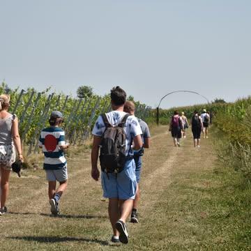 Nog 1 maand tot de Ravenstein Winetrail! 😍

Binnenkort is het zover: de Ravenstein Winetrail komt eraan! Trek je wandelschoenen aan en geniet van een heerlijke tocht tussen de wijngaarden en ons prachtig dorp Kruiseke.

Je kiest zelf voor een wandeling van 6 km of 12 km, met onderweg 3 degustaties en een gezellige sfeer in het hart van onze Amerikaberg.

Na aankomst geniet je nog van 1 Ravenstein-wijn naar keuze, en natuurlijk maken we het extra gezellig met zomerse muziek, lekkere snacks en een fijne babbel op ons wijnterras.
📅 zondag 23 augustus
⏰ vrije start tussen 10 en 14u30
🎶 DJ Foane zorgt voor zomerse sfeer op o,s wijnterras
🚶 6 of 12 km
🍷 3 degustaties onderweg
🥂 1 Ravenstein-wijn naar keuze bij aankomst
🧀 Met Flandrien-kaas uit Wervik
🍷 Inclusief gepersonaliseerd Ravenstein-wijnglas als aandenken
🍽️ Foodtruck Traiteur Vincent aanwezig voor heerlijke snacks (niet inbegrepen in de prijs)

💚 Prijs: €25 per persoon

Wil je er ook graag bij zijn 😍
Meer info en inschrijven kan op
👉 https://wijndomein-ravenstein.be/nl/beleving/ravenstein-winetrail

Wij kijken er alvast naar uit om jullie te verwelkomen voor een mooie dag vol wandelen, wijn en gezelligheid. 🍇

#RavensteinWinetrail #Wervik #WijndomeinRavenstein #wijnbeleving #wandelen