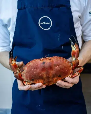 Tourteau as the main character 🦀 Broth-cooked, with sea urchin & Belgian Crémant sabayon, cardamom granita, and refined crustacean notes. Enjoy the true flavours of the sea. We're closed this week, see you next week!