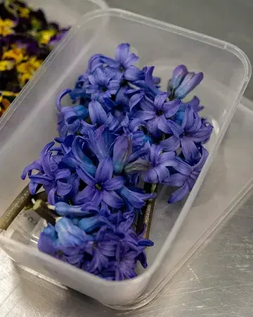 Thanks to the meticulous work of @capucineatable, edible flowers and herbs become a playground of colours and natural expression on our plates 🌸