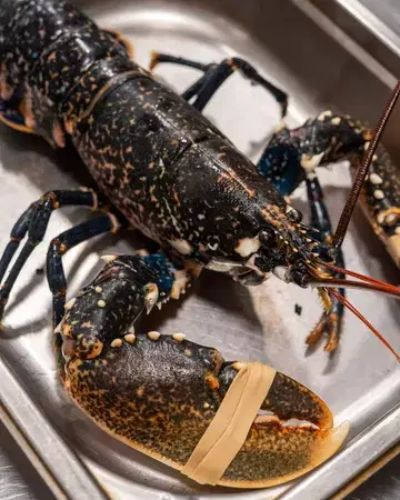 Blue lobster from Brittany, featured in our lobster course that changes every week as part of the 6-course menu 🦞 Book your next moment with us.