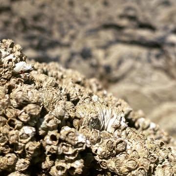 Requinqués. Bruxelles on arrive. 3 septembre #pashashtag