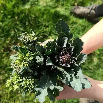 Wat voor heerlijks is er te vinden op het Ouro-veld en/of in jouw flexibele groentemand deze week?

Check this out!

Geloof het of niet : deze mooie smakelijke boeketten zijn binnen jouw handbereik.
Er zit al eens een specialleke tussen. Wij doen namelijk aan "all-inclusive" op Ourobouros, zijn fan van de rijkdom in diversiteit 😊 Vandaag word jij misschien beloond met een uitzonderlijk exemplaar van de door jou bestelde groente?
Zoals deze (door ons genaamde) "harlekino" onder de radijzen van @dezonnekouter 🙏✨

Bovendien is er nog steeds prei(s) a volonté en de bloemkolen laten zich rijkelijk zien. Dat beloofd... Proeven? Uiteraard, dat kan! 🌱

Plaats jouw bestelling via de ourobouros-app.be

#biodynamischelandbouw
#biodynamischeboerderijourobouros
#flexibelegroentemanden
#devroente
#zwalm