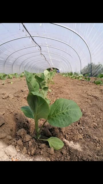 De aubergine--en tomatenplantjes gingen al de grond in en veel ander lekkers staat te popelen om ook uitgeplant te worden : de paprika's en kijk eens wat een  mooie variatie aan sla!
Binnenkort ook op jouw bord?! 
Hou alvast onze webshop in de gaten en bestel jouw portie heerlijk gezond  via onze flexibele groentemanden 
👉 Ourobouros-app.be

#biodynamischelandbouw
#biodynamischeboerderijourobouros

#flexibelegroentemanden
#devroente
#aubergineplanten