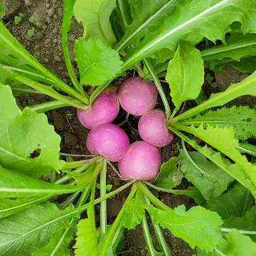 Deze wil je niet missen! 😋 
Bestel onze meiraapjes nu via 👉 ourobouros-app.be
En we bezorgen ze woensdag in jouw flexibele groentemand! 🌞
Of haal ze @devroente 💚 

#biodynamischelandbouw
#biodynamischeboerderijourobouros
#flexibelegroentemanden
#devroente
#meiraapjes