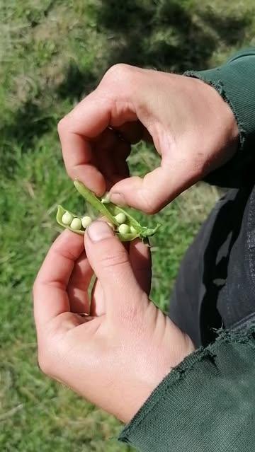#biodynamischelandbouw
#biodynamischeboerderijourobouros
#devroente
#doperwtjes