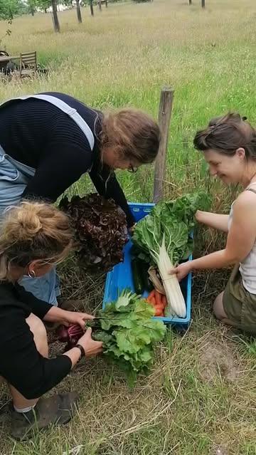 🌼 Woensdag = pakkettendag! 🌸
Wij vullen met veel plezier jouw groente- en/of fruitmand naar jouw wensen...

Er is overvloed aan lekkers te vinden op Ouro-land momenteel : sla Batavia, radichetta, rougette, eikenblad, rucola, rode melde,... Breng jouw gerechten op smaak met met kruiden munt, koriander, oregano, basilicum, peterselie, tijm tussen de zomerpostelein, warmoes, tuinbonen, aubergines en courgettes.. de eerste komkommers en tomaat!
En er komt nog meer meer meer... 
Wil je proeven?
Dat kan heel eenvoudig door een account aan te maken 
👉 www.ourobouros-app.be
Vanaf vrijdag- tot zondagavond kan je jouw bestelling plaatsen.
Op woensdag brengt onze chauffeur jouw  groenten en/of fruit tot in jouw dichtsbijzijnde afhaalpunt!

Smakelijk! 😋💦 

#biodynamischelandbouw
#biodynamischeboerderijourobouros
#flexibelegroentemanden
#devroente