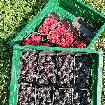 De zwarte al geproefd? 😍😋
#zwarteframboos
#rootsbessentuin
#biodynamischeboerderijourobouros
#devroente