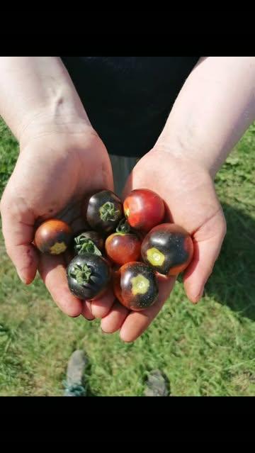 Ze zijn er weer!

🍅 🍅 🍅 🍅 🍅 🍅 🍅 
Ourobouros' tomaten!

Kleurrijke kerstomaatjes
Smaakvolle Rose de Bern
Vurig gevlamde Roma's
En andere hartveroverende soorten 😍

Proef de zomer🌞 en verwen jezelf en jouw omgeving met deze heerlijkheden

👉 Bestellen kan via : www.ourobouros-app.be

Smakelijk! 😋 

#biodynamischeboerderijourobouros
#devroente
#tiszomer
#tomatenweelde