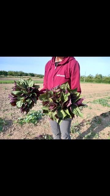 Deze smaakbom onder de kruiden al geproefd? Voeg shiso toe aan salades of breng er gerechten mee op smaak.

Verrassend effect verzekerd! 😋

Hoe zou jij de smaak omschrijven?
Of waar doet het jou aan denken?

#shiso
#biodynamischeboerderijourobouros
#smaakbommetje
#lekkerrrrr