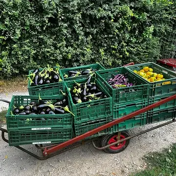 't Zijn karretjes vol die hier passeren de laatste tijd.
Wat een Ouro-weelde!

Deel je mee in de 🍅🍆 🫑 - vreugde?

Plaats jouw bestelling vanaf vrijdagavond (tot zondagavond)
👉 www.ourobouros-app.be
Op woensdag wordt geleverd in het dichtstbijzijnde afhaalpunt 🚚 

Laat je weten hoe het heeft gesmaakt?! 😋 

#zomerweelde
#biodynamischeboerderijourobouros
#ookvoorjou
#bestellenmaar